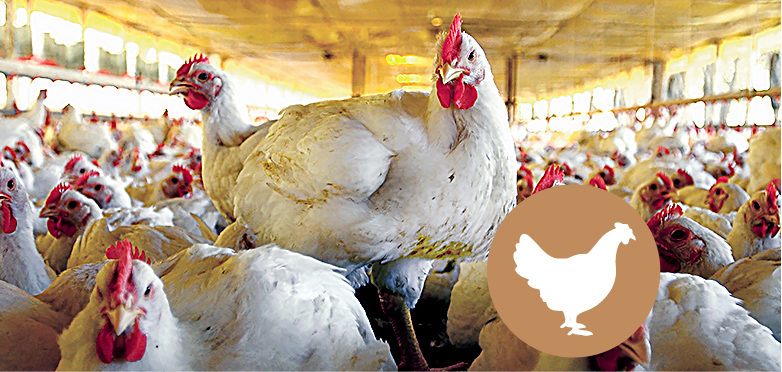 Frango