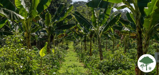 Sistemas agroflorestais