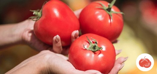 Tomate de Mesa