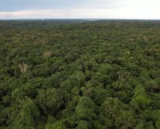 imagem da floresta amazônica