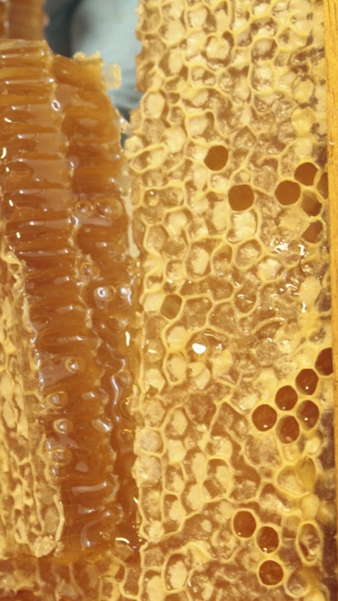 Qual a melhor condição ambiental para a colheita de mel?