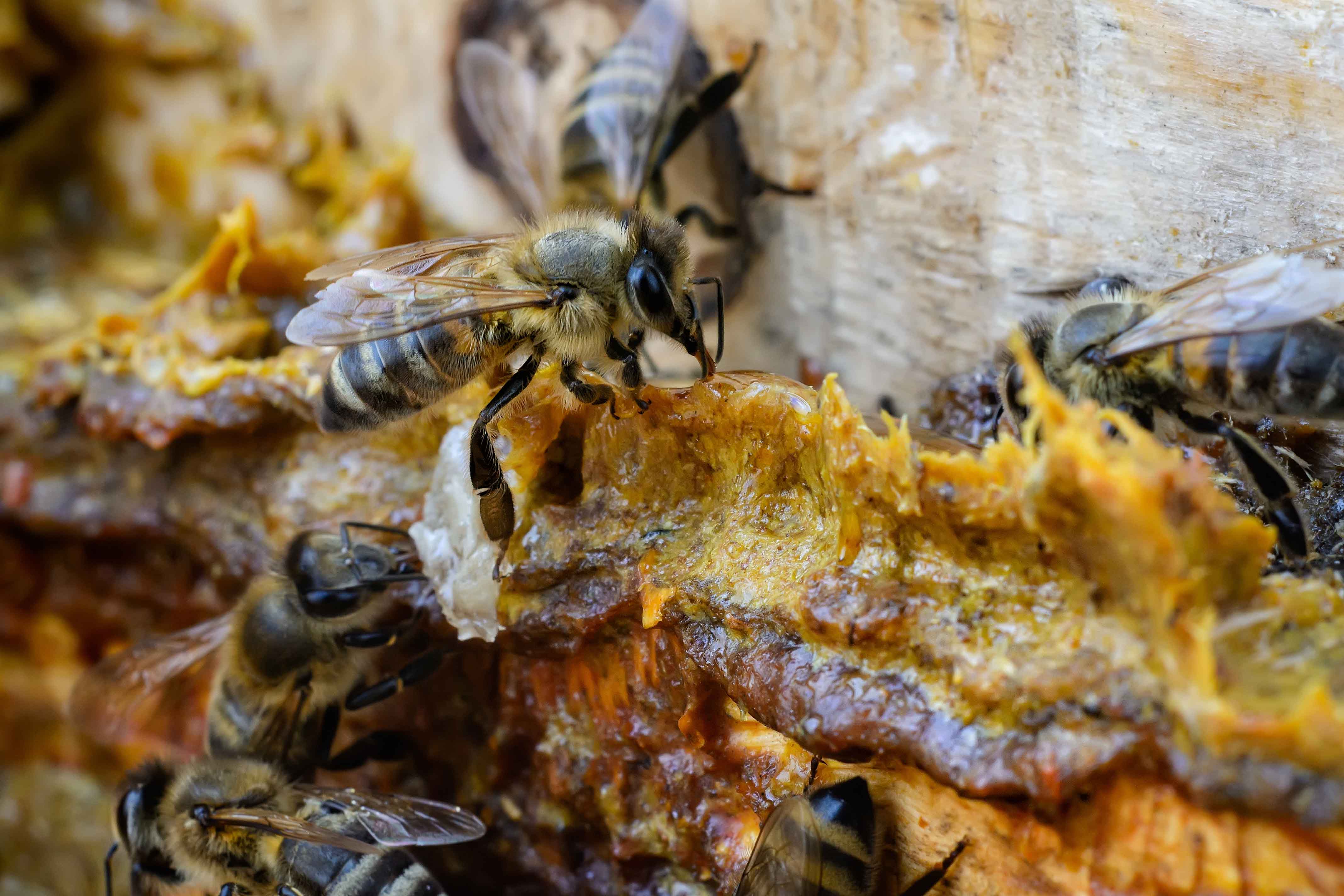 5 coisas que você precisa ter cuidado ao produzir mel