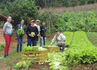 trabalhadores em plantação de alface