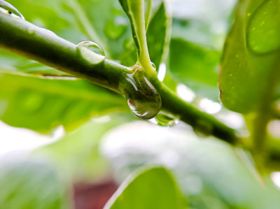 pingos de chuva em caule de limão