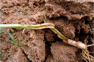 Lagarta-elasmo ou broca-do-colo