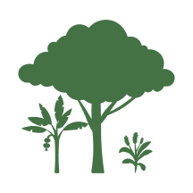 sistemas agroflorestais