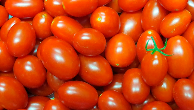 Cereja