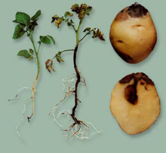 Ceratocystis fimbriata