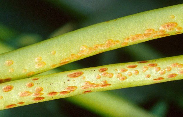 Fusarium spp.