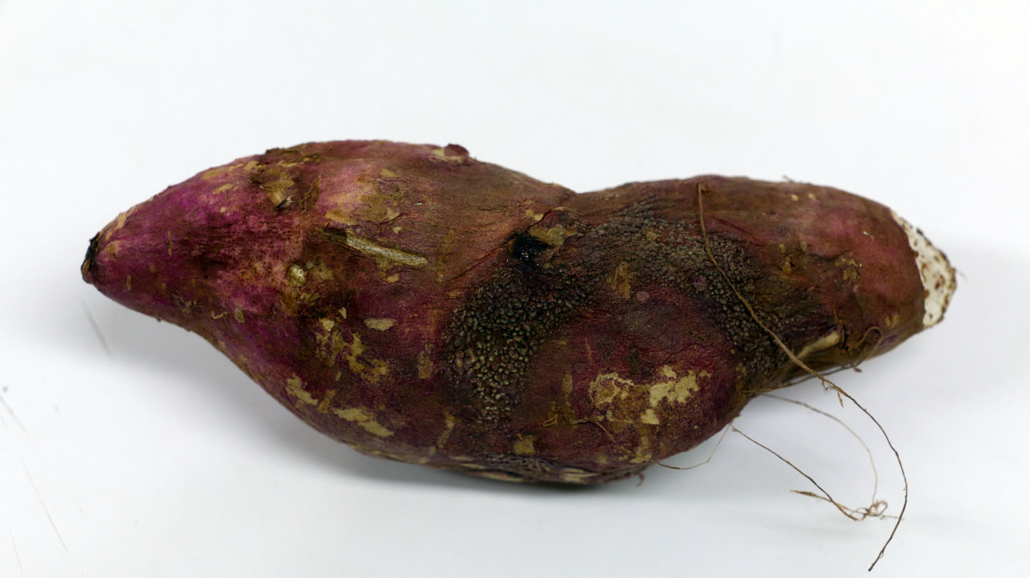 Podridão Mole ou Podridão Bacteriana
