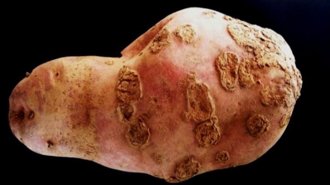 Murcha Bacteriana e Sarna Comum