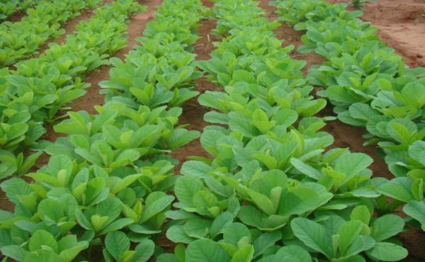 Crotalária, planta leguminosa de rápido crescimento, utilizada no controle de fitonematoides.