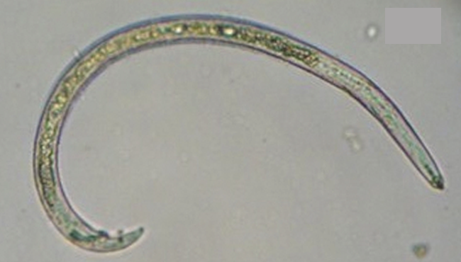 Nematoide-reniforme - Rotylenchulus reniformis