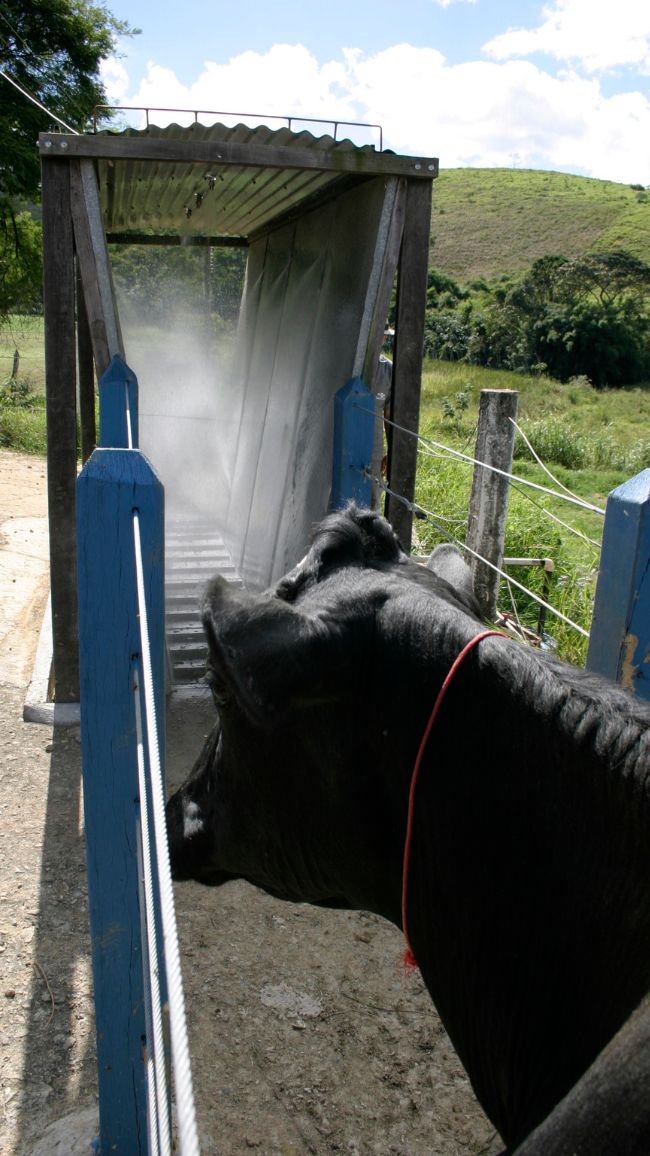 banho carrapaticida
