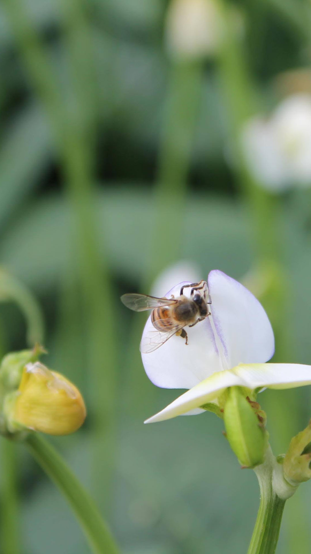 Descubra as principais espécies da flora apícola do Nordeste