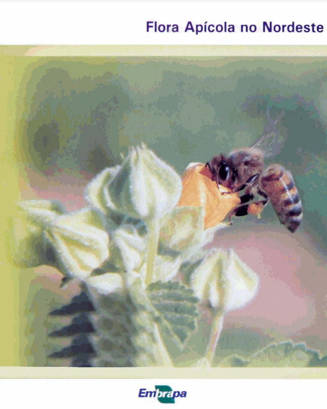 Flora apícola no Nordeste