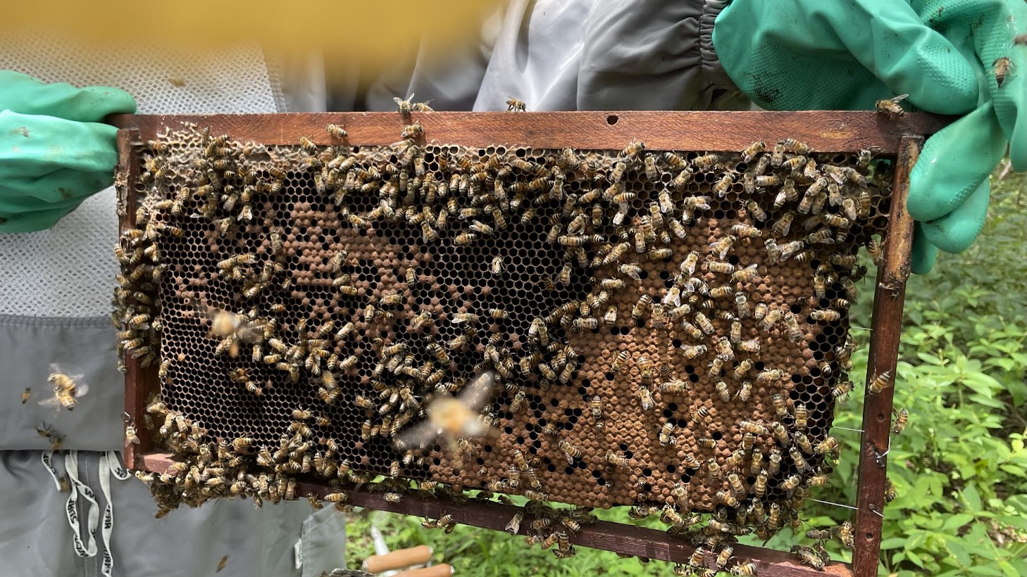 Instalação do apiário