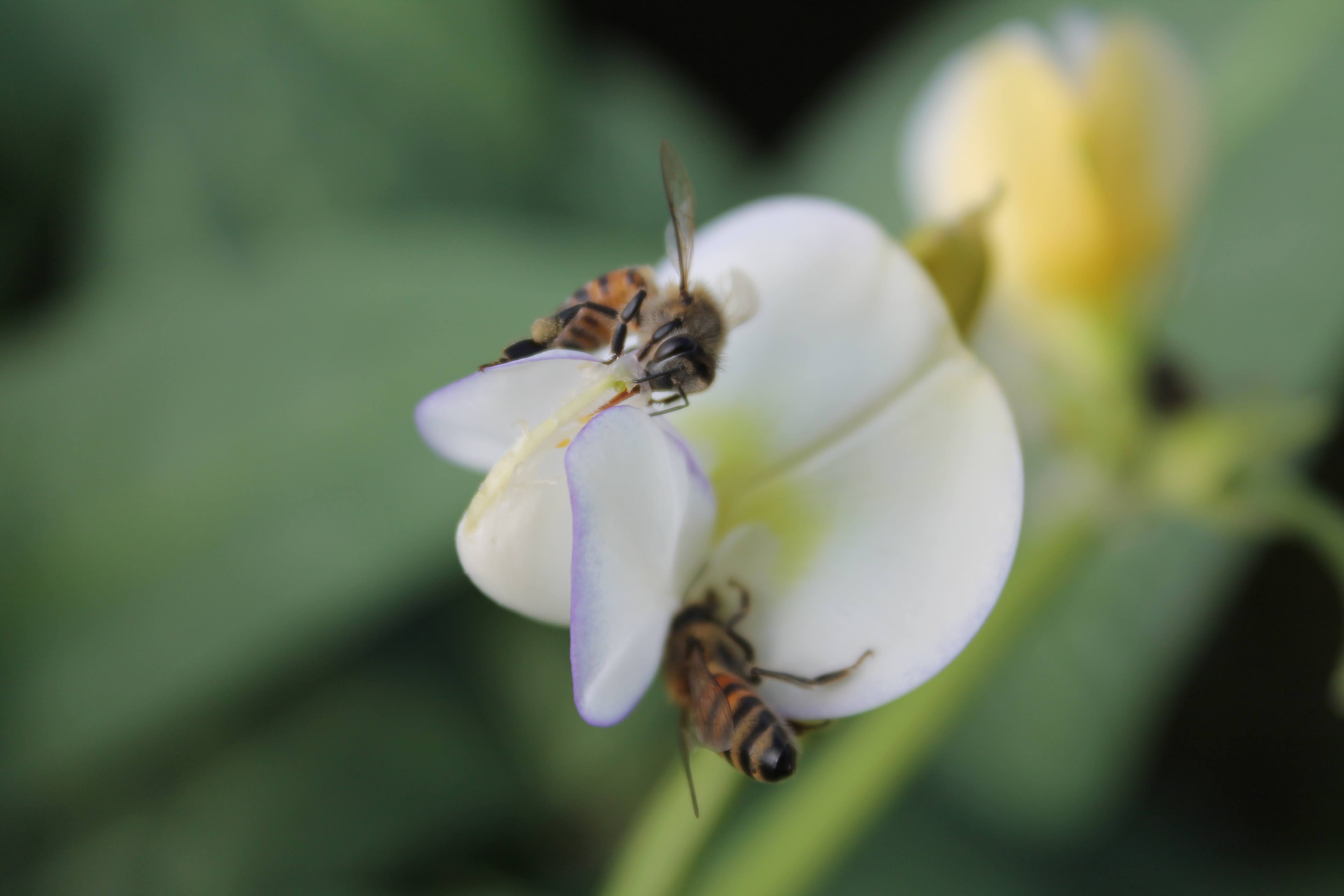 Principais espécies da flora apícola do nordeste