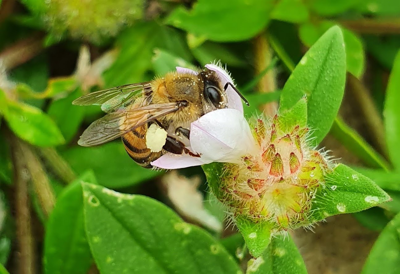 Saúde das abelhas
