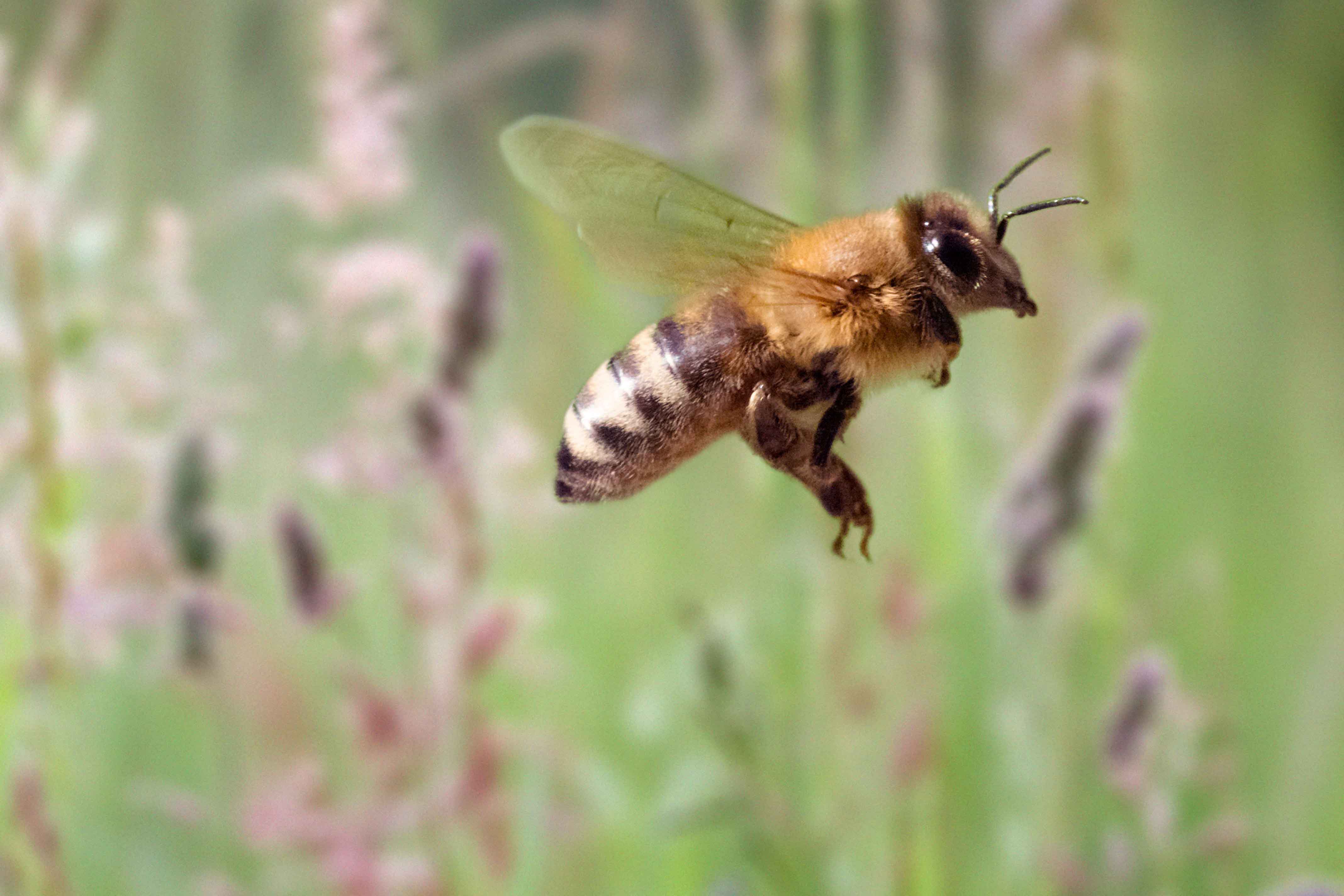 Apitoxina