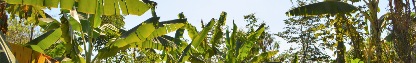 SAFs AGROECOLÓGICOS