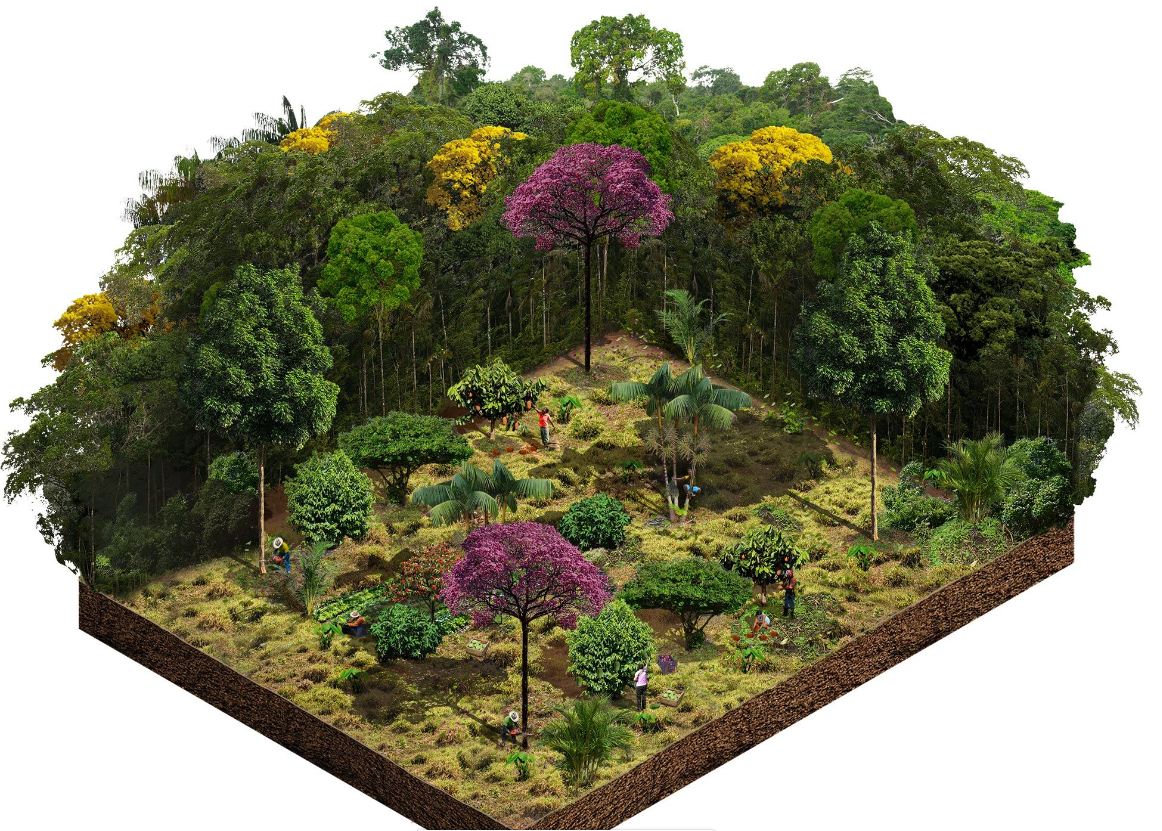 ImagemComoFuncionaAgroflorestas.png