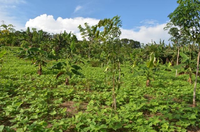 ImagemConsorcio agroflorestal.jpg