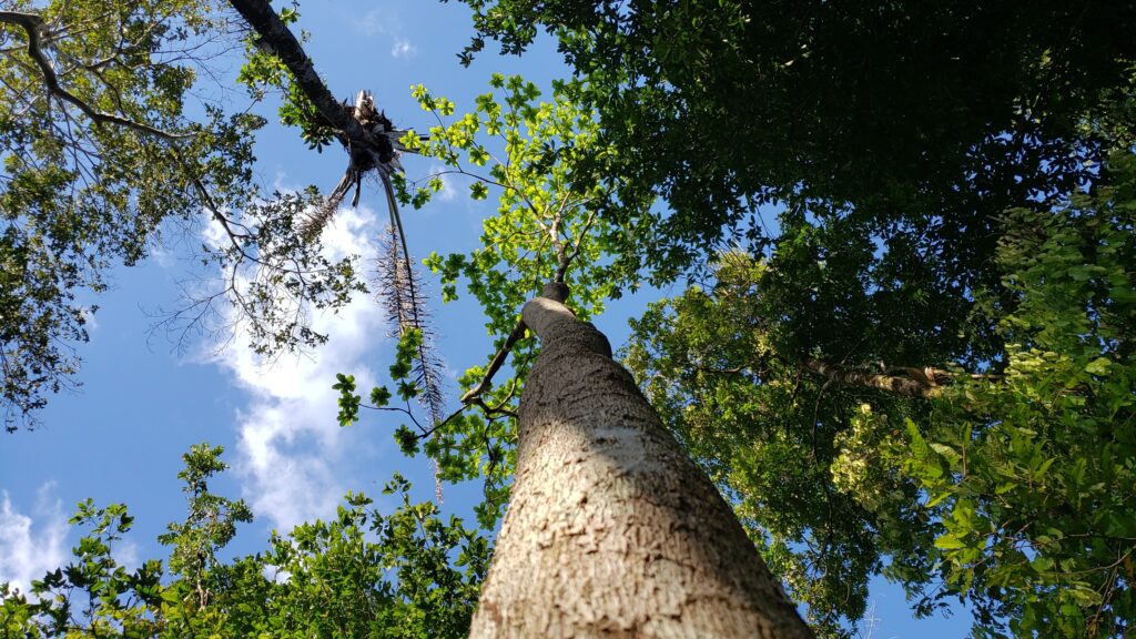 ImagemProjetoAgrofloresta.jpg