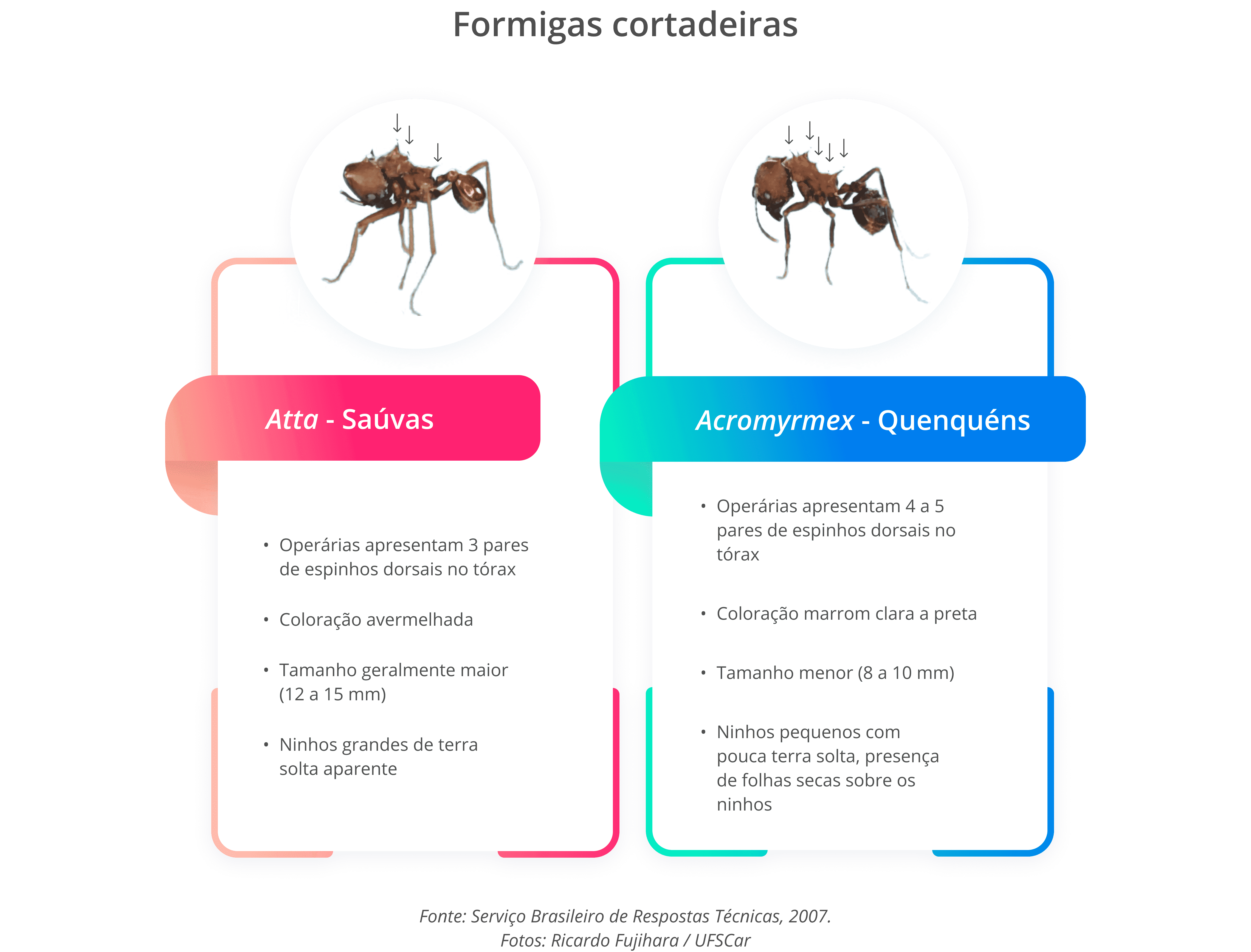 Infográficos Formigas Cortadeira - Descktop