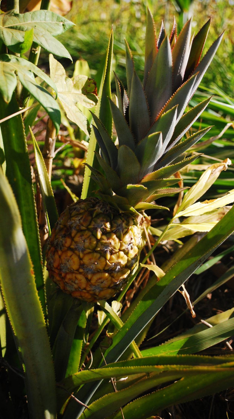 Valorizando os produtos de SAFs agroecológicos