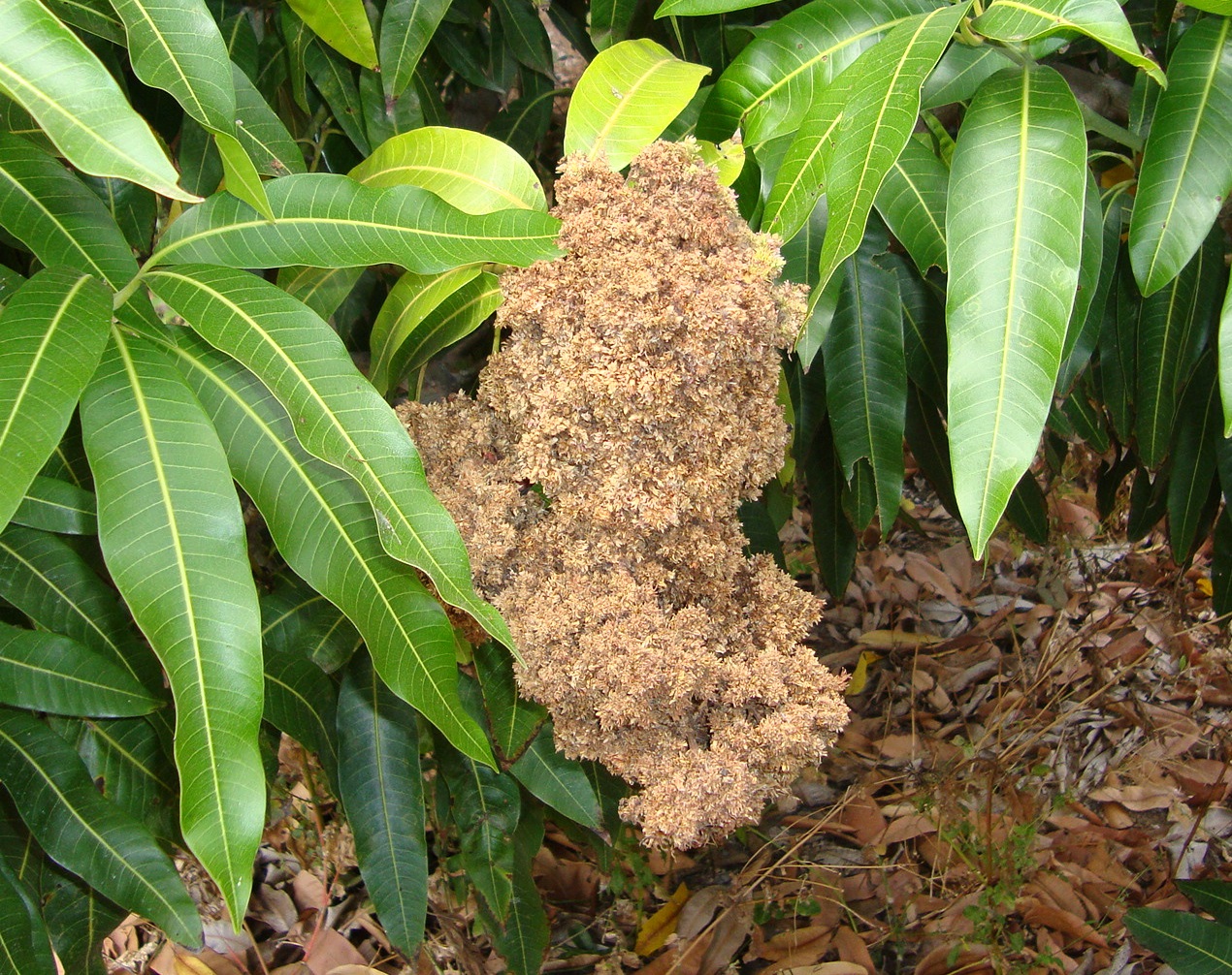 Malformação