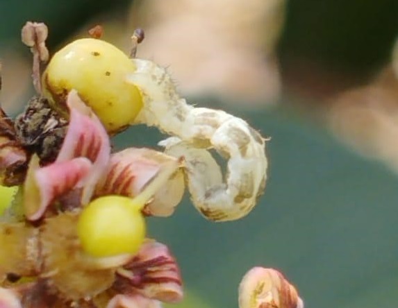 Microlepidópteros-da-inflorescência
