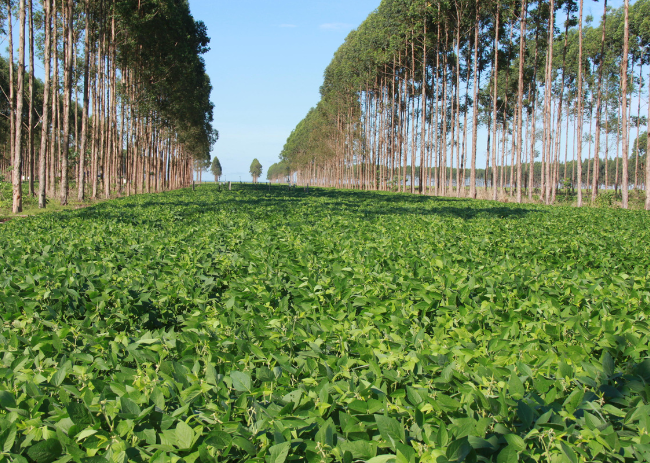 Integração Lavoura-Floresta 