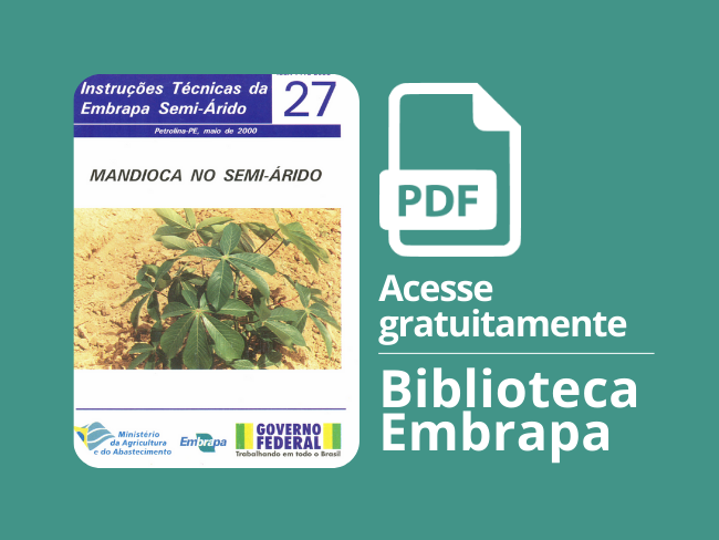 Mandioca no Semi-árido