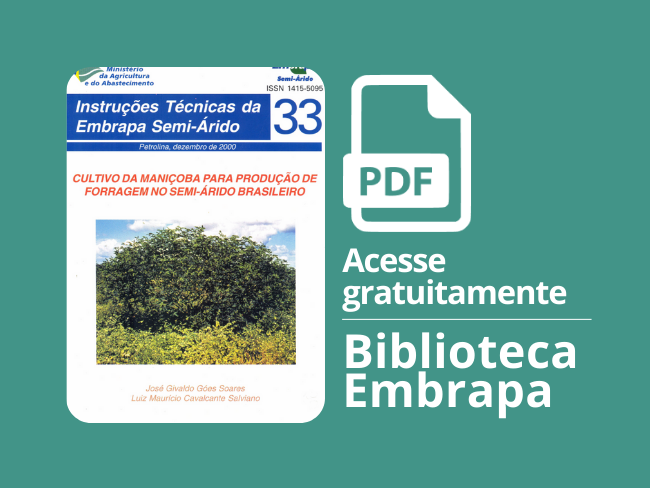 Cultivo da maniçoba para produção de forragem no semiárido