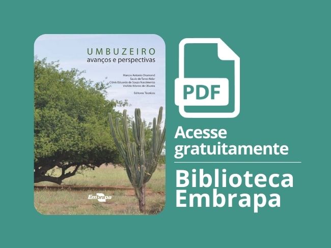 Umbuzeiro: avanços e perspectivas