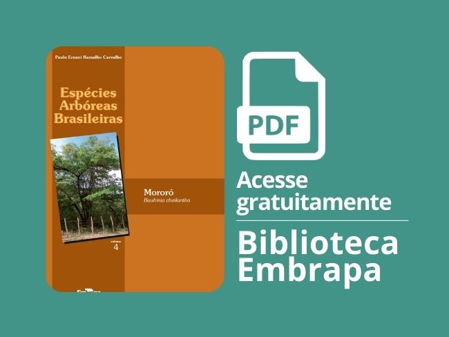 Espécies arbóreas brasileiras: mororó