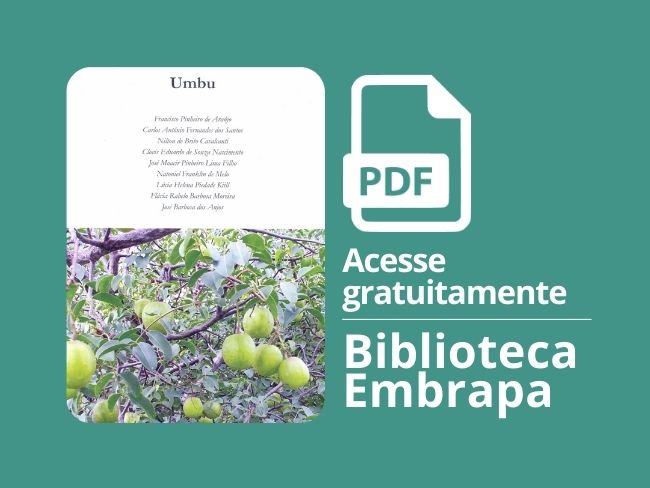 Umbu
