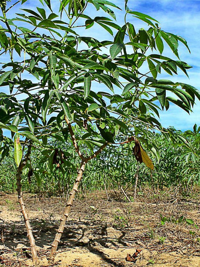 Planta de mandioca.