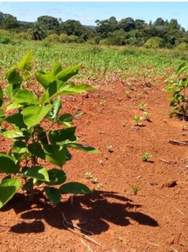 Planta de camaratuba
