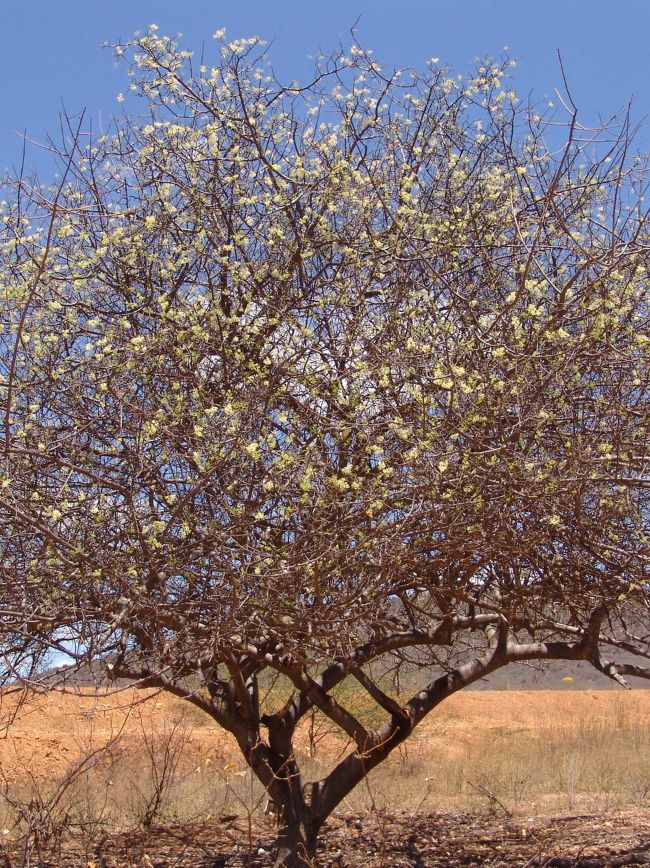 umbuzeiro