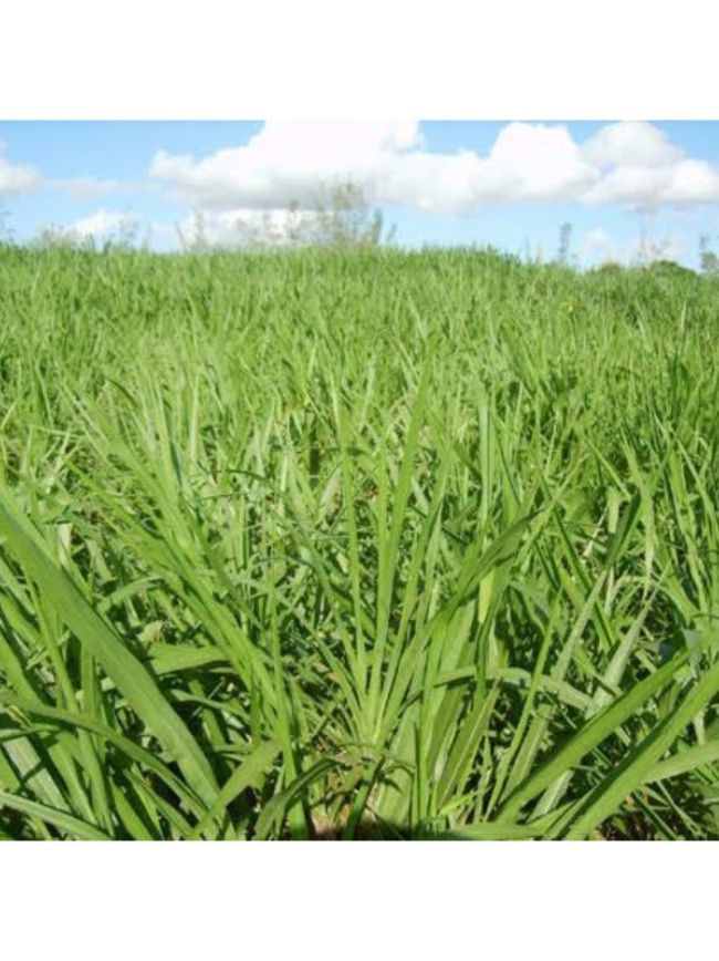 Quais fatores motivam a adoção da ILPF por agricultores de SP e MG ?