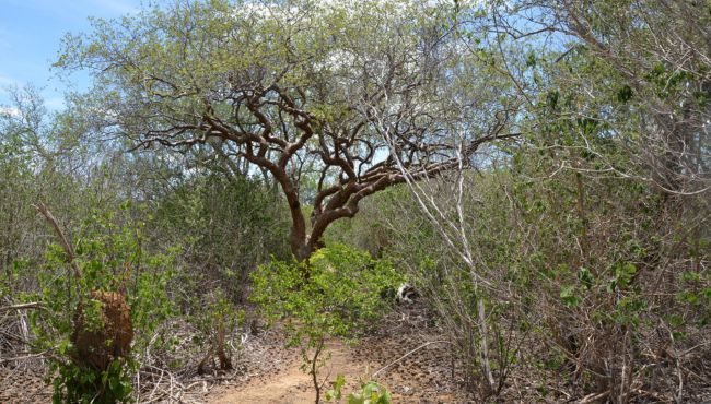caatinga