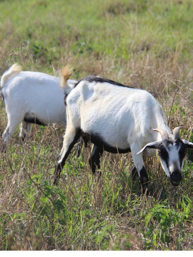 caprinos no sistema cabrito ecológico