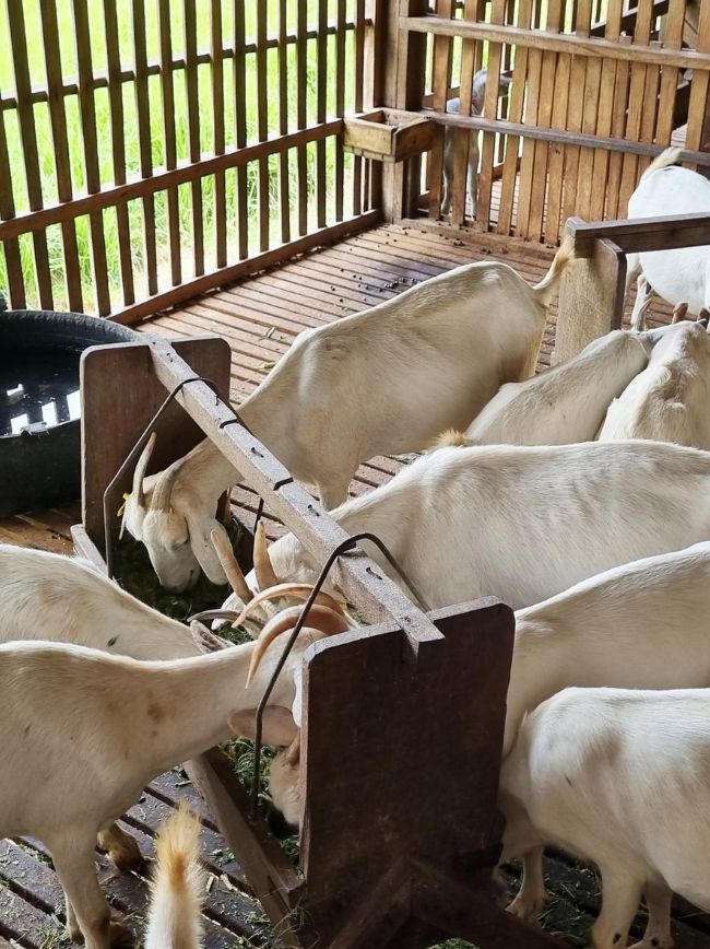 caprinos no sistema cabrito ecológico