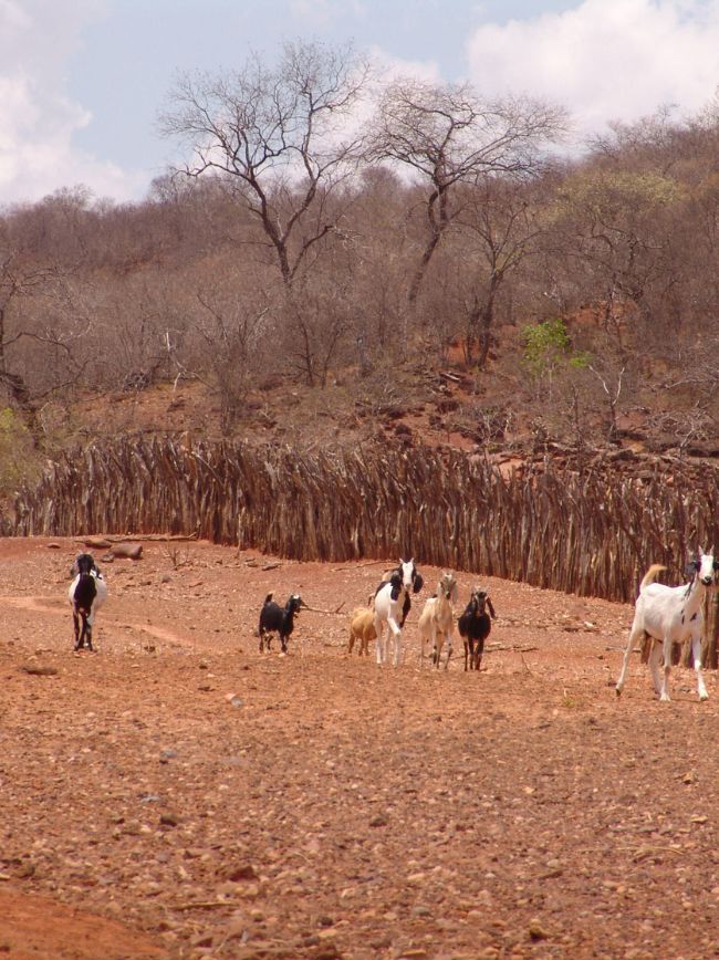 Descubra quais as raças sugeridas para o modelo Cabrito Ecológico