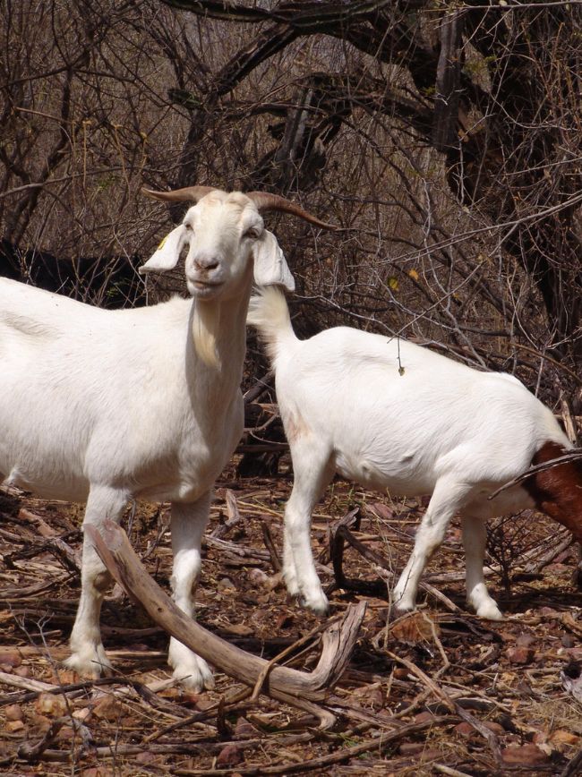 caprinos no sistema cabrito ecológico