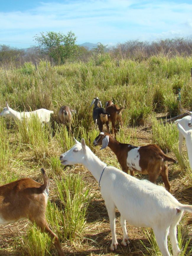 Cabrito ecológico