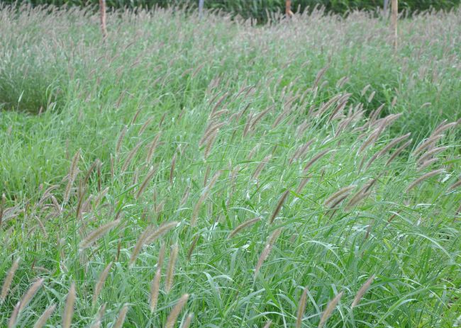 Base alimentar no modelo Cabrito Ecológico