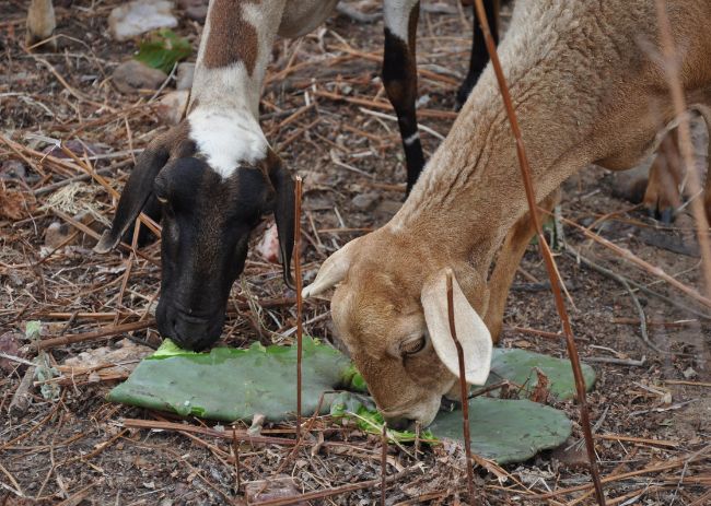 Principais resultados do modelo Cabrito Ecológico